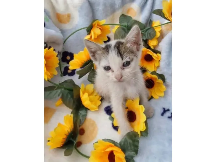 Gato raça SRD-ViraLata idade Abaixo de 2 meses nome Jagger