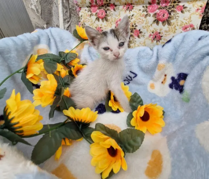 Gato raça SRD-ViraLata idade Abaixo de 2 meses nome Jagger