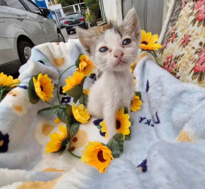 Gato raça SRD-ViraLata idade Abaixo de 2 meses nome Jagger