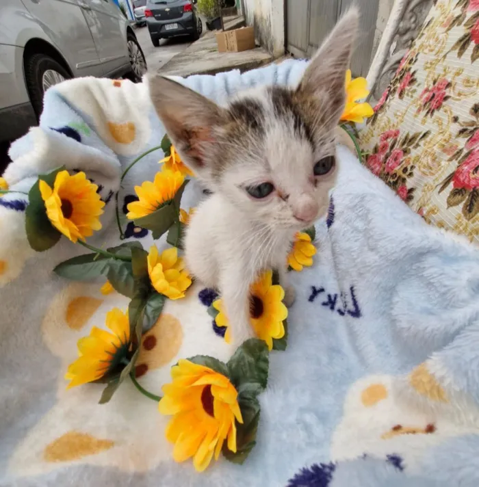 Gato raça SRD-ViraLata idade Abaixo de 2 meses nome Jagger