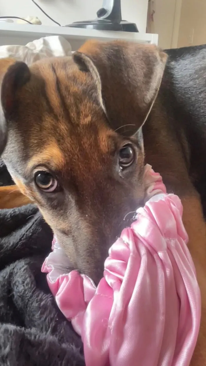 Cachorro raça SRD-ViraLata idade 2 a 6 meses nome Luke 