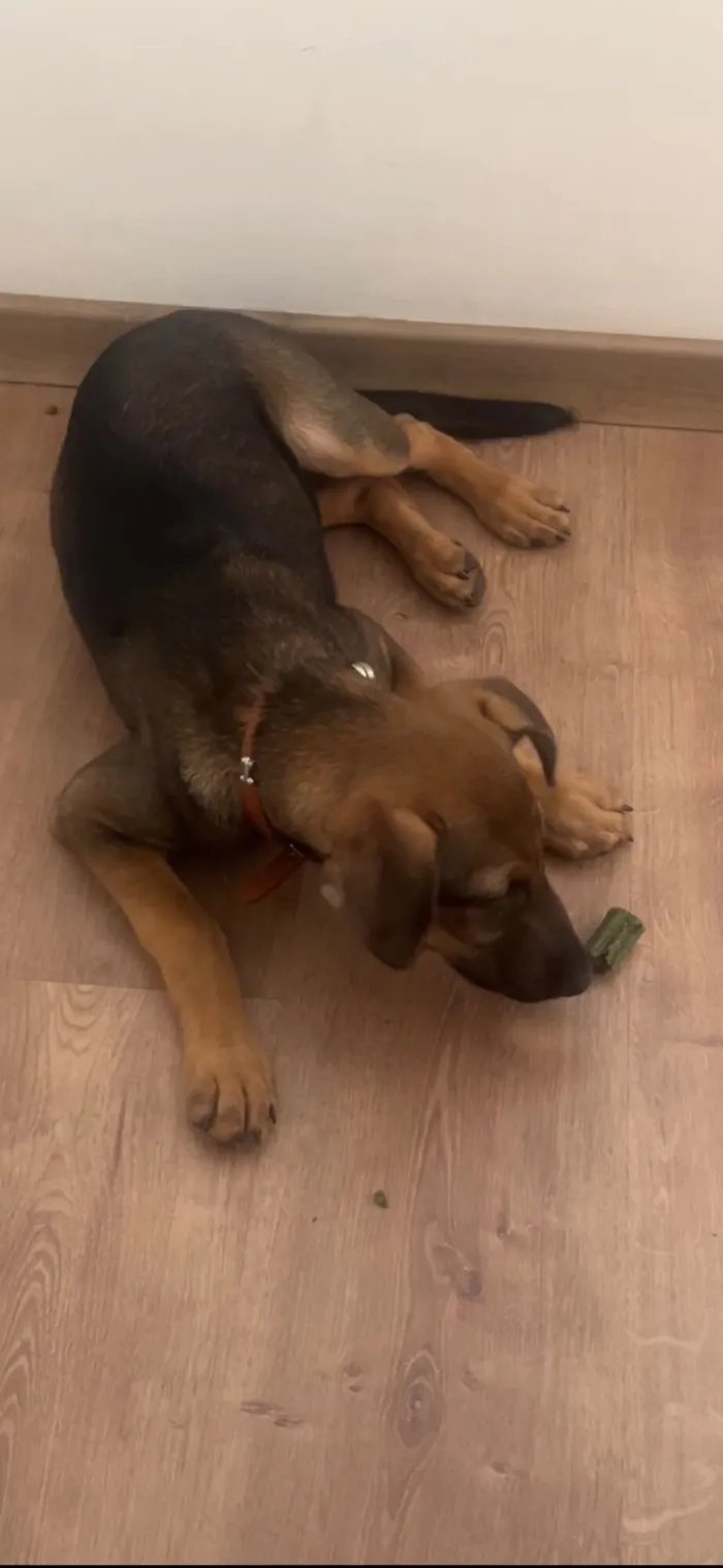 Cachorro raça SRD-ViraLata idade 2 a 6 meses nome Luke 