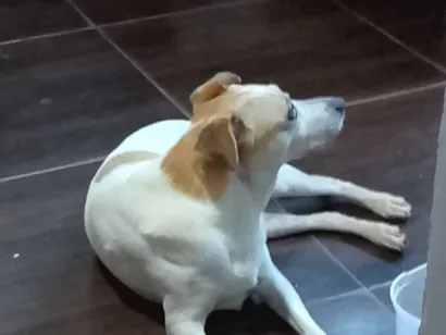 Cachorro raça SRD-ViraLata idade 7 a 11 meses nome Paçoca 
