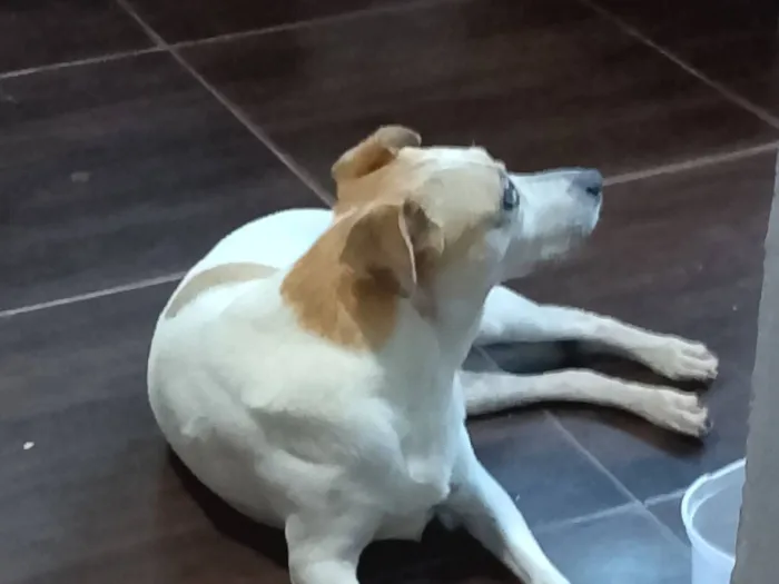 Cachorro raça SRD-ViraLata idade 7 a 11 meses nome Paçoca 