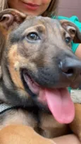 Cachorro raça SRD-ViraLata idade 2 a 6 meses nome Luke 