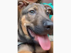 Cachorro raça SRD-ViraLata idade 2 a 6 meses nome Luke 