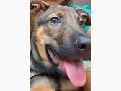 Cachorro raça SRD-ViraLata idade 2 a 6 meses nome Luke 