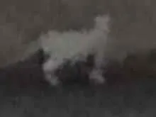 Gato raça SRD-ViraLata idade 2 a 6 meses nome Kelly