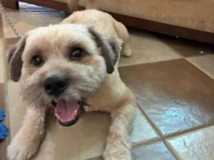 Cachorro raça SRD-ViraLata idade 1 ano nome Peter