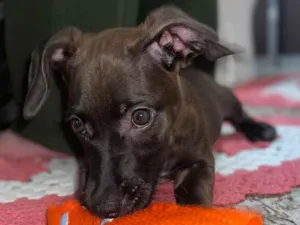 Cachorro raça SRD-ViraLata idade 2 a 6 meses nome Liza