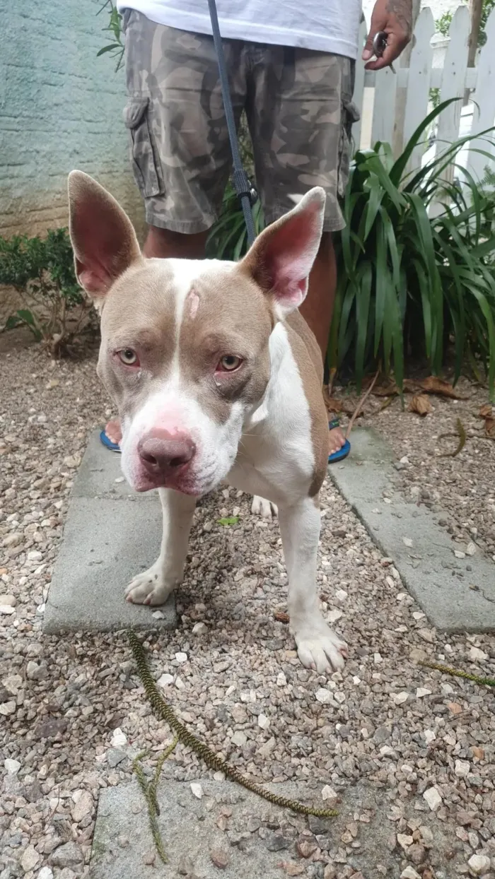 Cachorro raça SRD-ViraLata idade 1 ano nome BOB