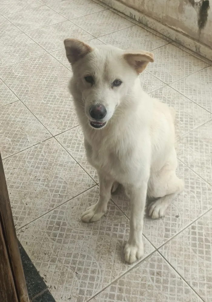 Cachorro raça SRD-ViraLata idade 2 anos nome Luke