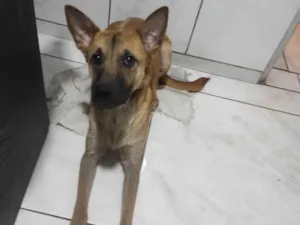 Cachorro raça Pastor Alemão idade 2 a 6 meses nome Paçoca