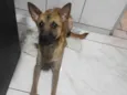 Cachorro raça Pastor Alemão idade 2 a 6 meses nome Paçoca