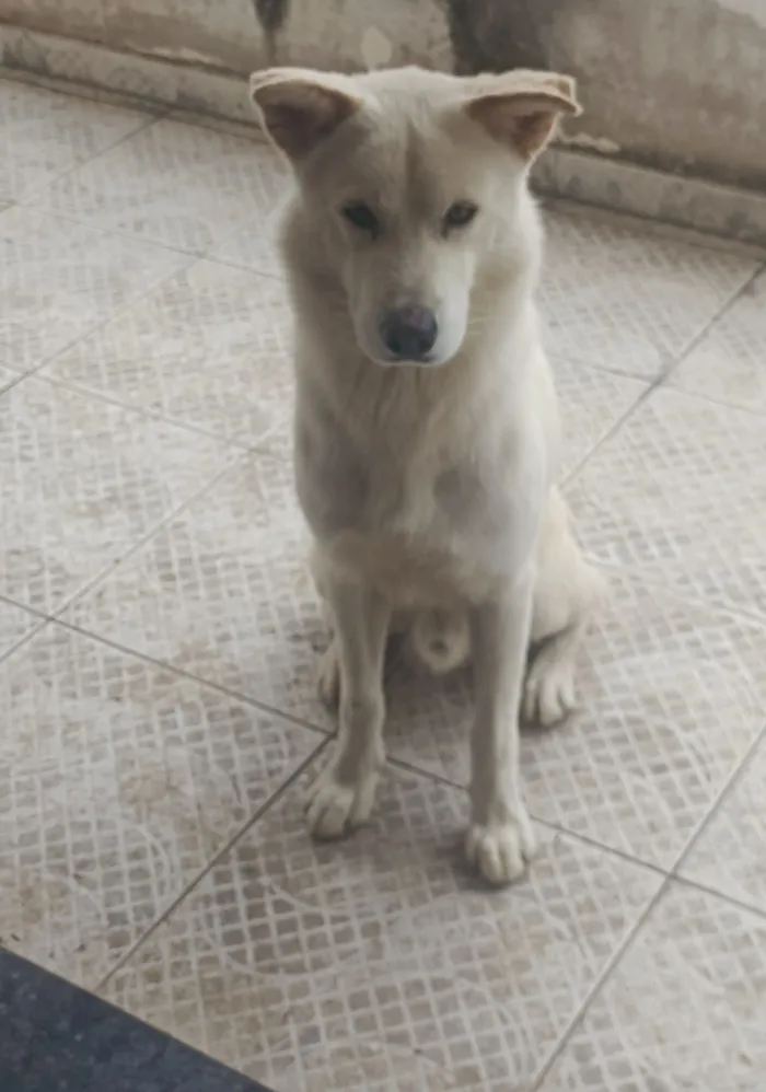 Cachorro raça SRD-ViraLata idade 2 anos nome Luke