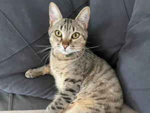 Gato raça SRD-ViraLata idade 7 a 11 meses nome Joaquim 