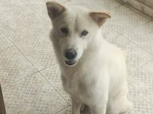 Cachorro raça SRD-ViraLata idade 2 anos nome Luke