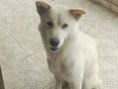 Cachorro raça SRD-ViraLata idade 2 anos nome Luke