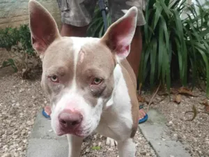 Cachorro raça SRD-ViraLata idade 1 ano nome BOB