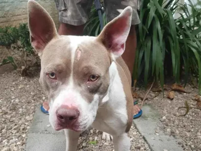 Cachorro raça SRD-ViraLata idade 1 ano nome BOB