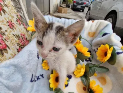 Gato raça SRD-ViraLata idade Abaixo de 2 meses nome Jagger