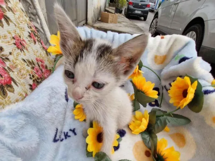 Gato raça SRD-ViraLata idade Abaixo de 2 meses nome Jagger