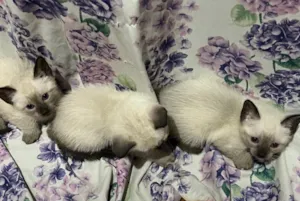 Gato raça Siamês idade Abaixo de 2 meses nome Sem nome…