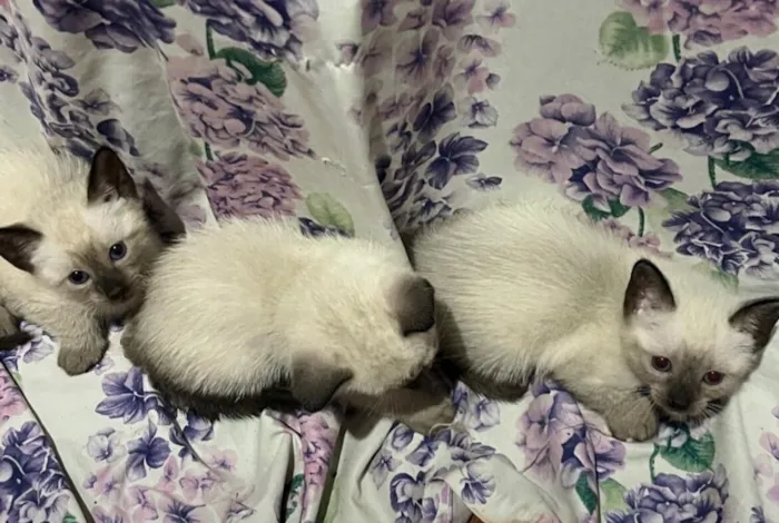 Gato raça Siamês idade Abaixo de 2 meses nome Sem nome…