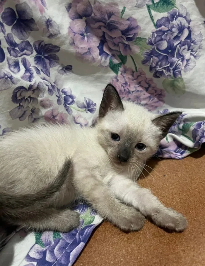 Gato raça Siamês idade Abaixo de 2 meses nome Sem nome…