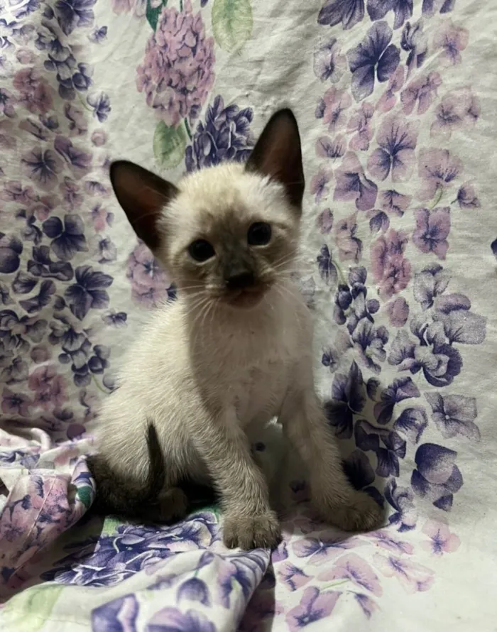 Gato raça Siamês idade Abaixo de 2 meses nome Sem nome…