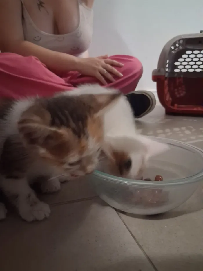 Gato raça SRD-ViraLata idade Abaixo de 2 meses nome Gatinhos