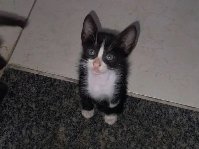 Gato raça SRD-ViraLata idade 2 a 6 meses nome Mimi