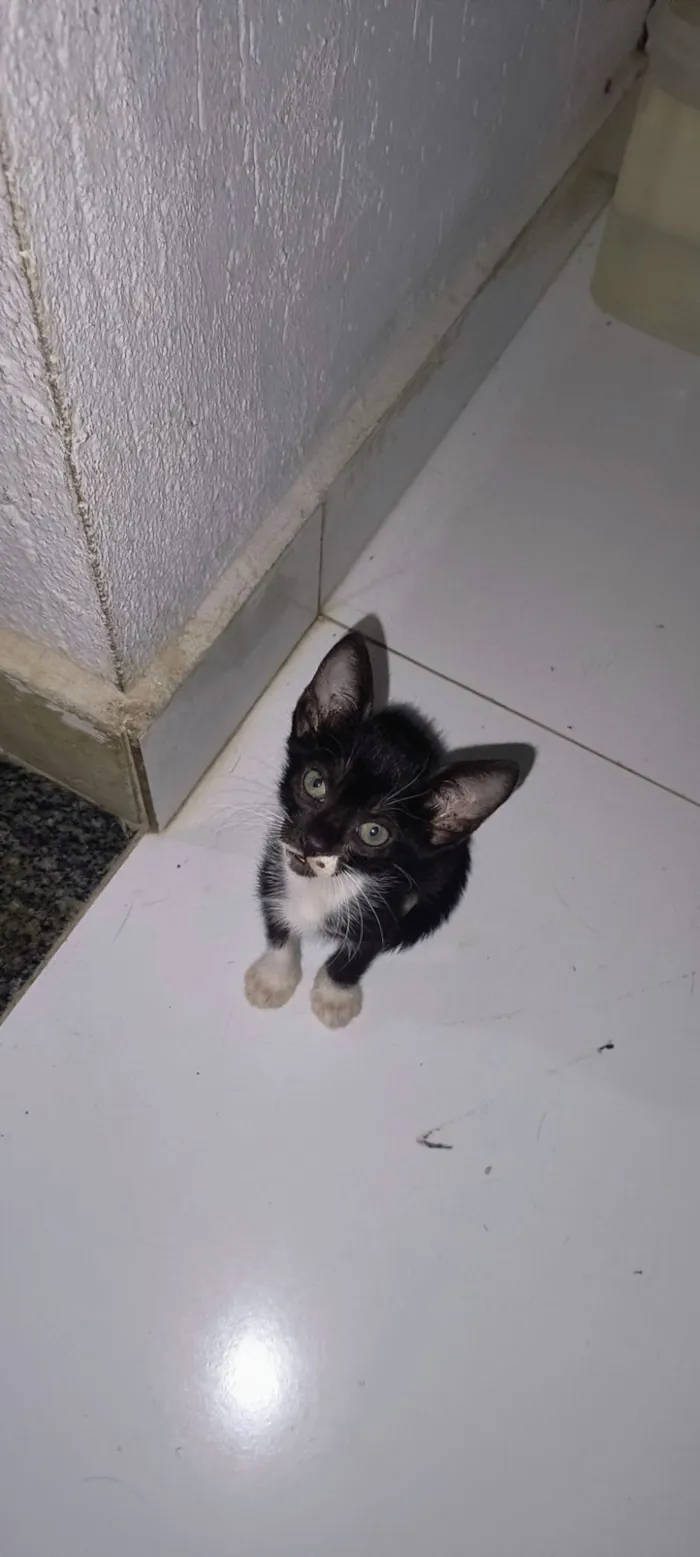 Gato raça SRD-ViraLata idade 2 a 6 meses nome Lili