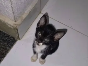 Gato raça SRD-ViraLata idade 2 a 6 meses nome Lili
