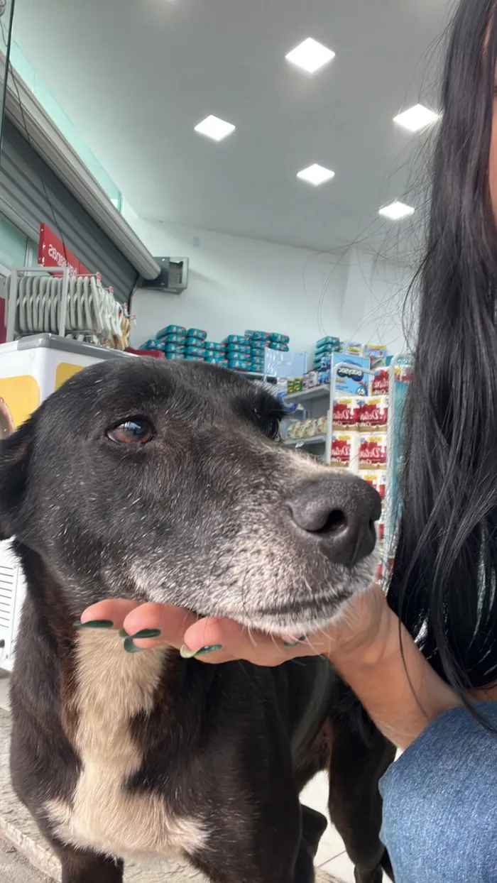 Cachorro raça SRD-ViraLata idade 3 anos nome Não possui nome 