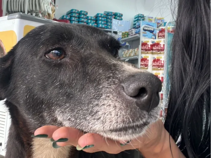 Cachorro raça SRD-ViraLata idade 3 anos nome Não possui nome 