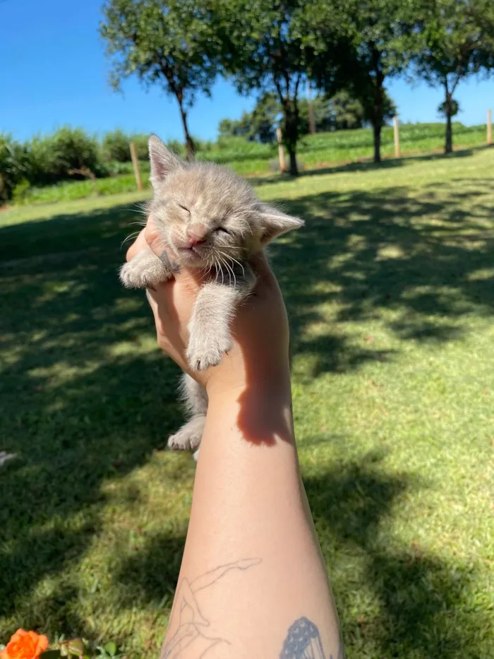 Gato raça SRD-ViraLata idade Abaixo de 2 meses nome Zizi, Mozart, lizi