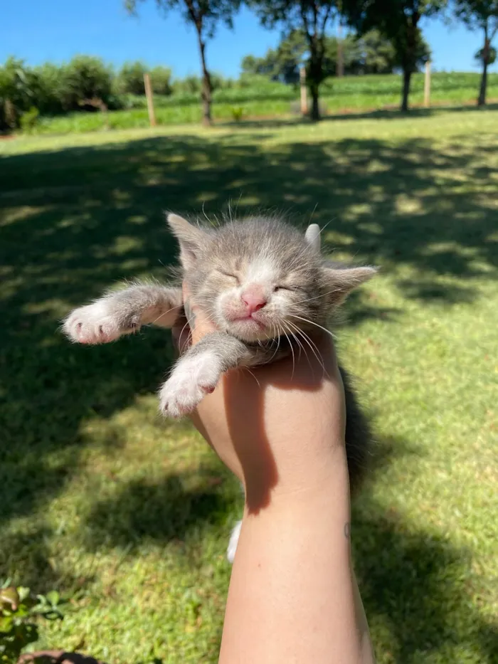 Gato raça SRD-ViraLata idade Abaixo de 2 meses nome Zizi, Mozart, lizi