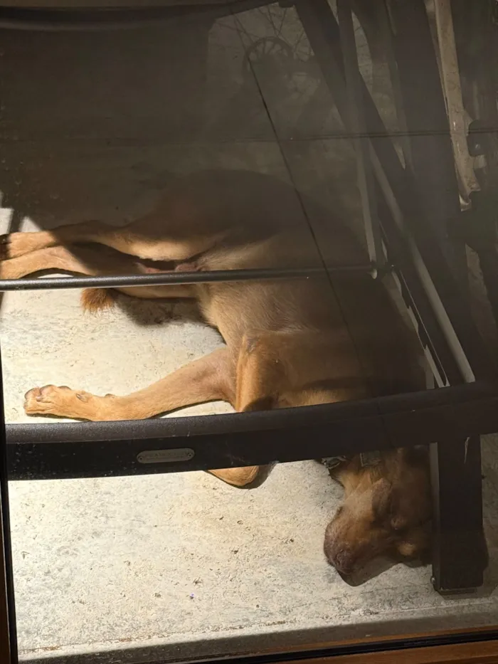 Cachorro raça SRD-ViraLata idade 4 anos nome DESCONHECIDO 