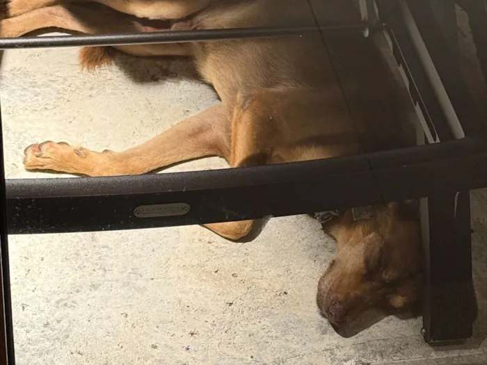 Cachorro raça SRD-ViraLata idade 4 anos nome DESCONHECIDO 