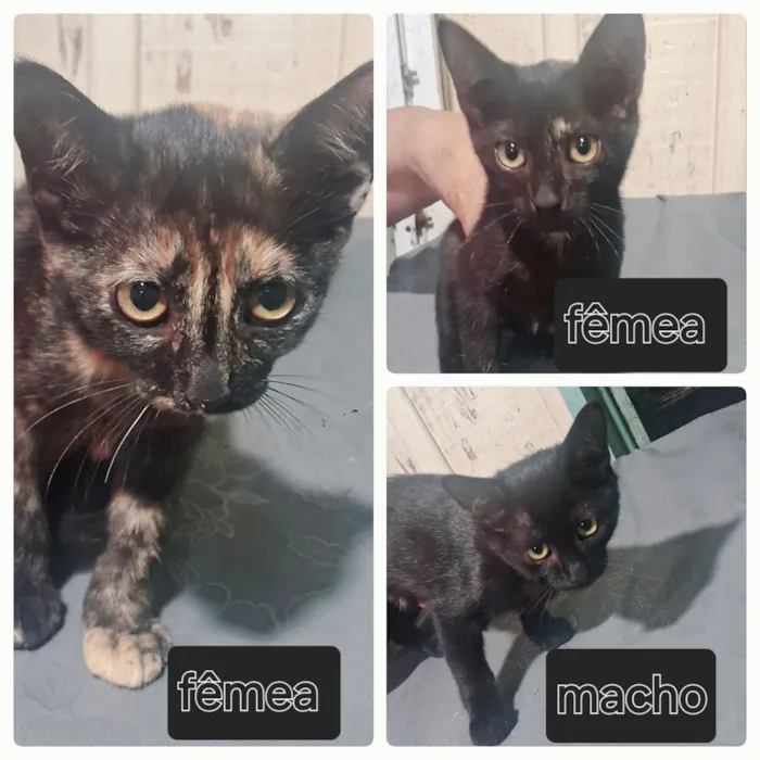 Gato raça SRD-ViraLata idade Abaixo de 2 meses nome Gatinhos para adoção 