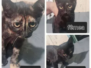 Gato raça SRD-ViraLata idade Abaixo de 2 meses nome Gatinhos para adoção 