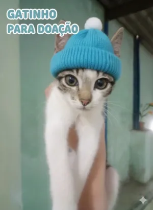 Gato raça SRD-ViraLata idade 2 a 6 meses nome Vicktor