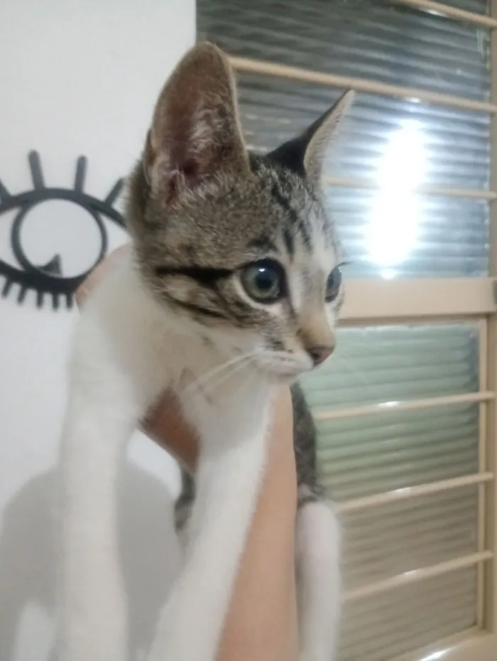 Gato raça SRD-ViraLata idade 2 a 6 meses nome Vicktor