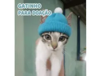 Gato raça SRD-ViraLata idade 2 a 6 meses nome Vicktor