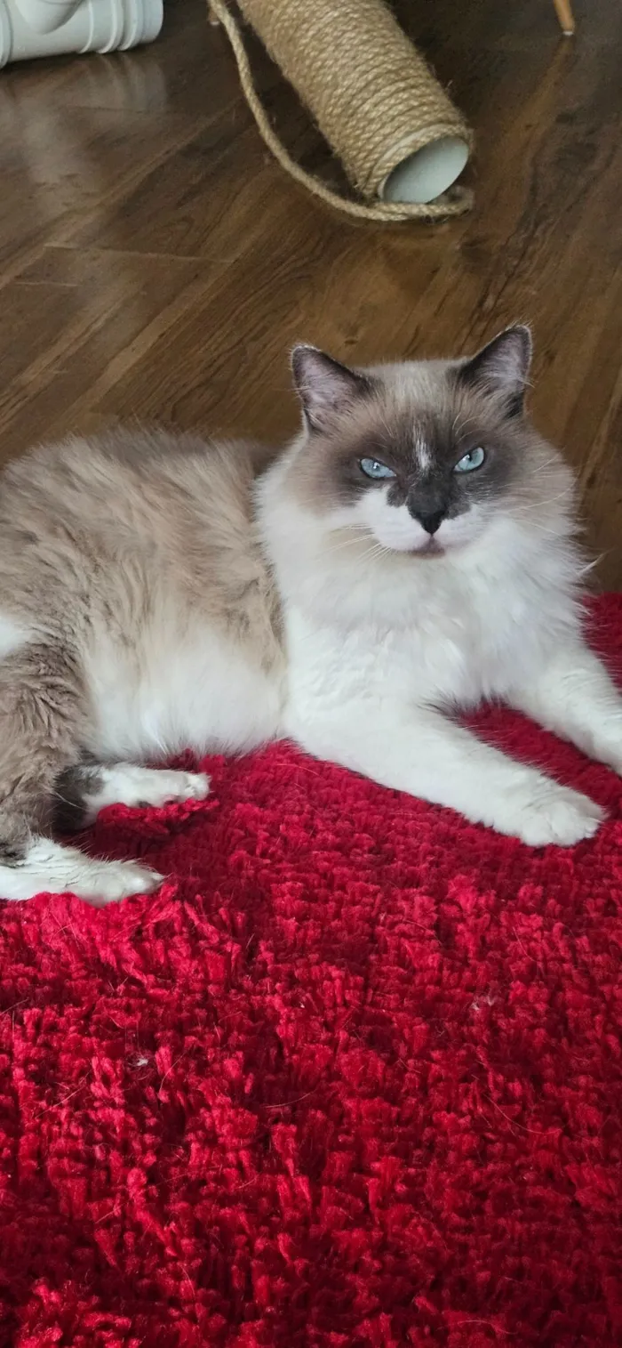 Gato raça SRD-ViraLata idade 6 ou mais anos nome Sonic