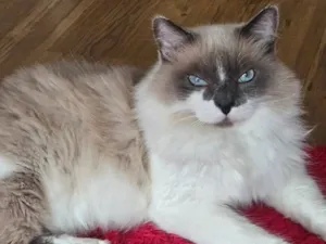 Gato raça SRD-ViraLata idade 6 ou mais anos nome Sonic