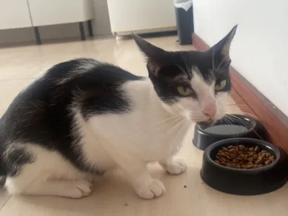 Gato raça SRD-ViraLata idade 7 a 11 meses nome Mayla