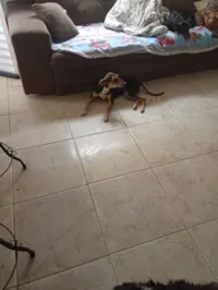 Cachorro raça SRD-ViraLata idade 2 a 6 meses nome Sem nome