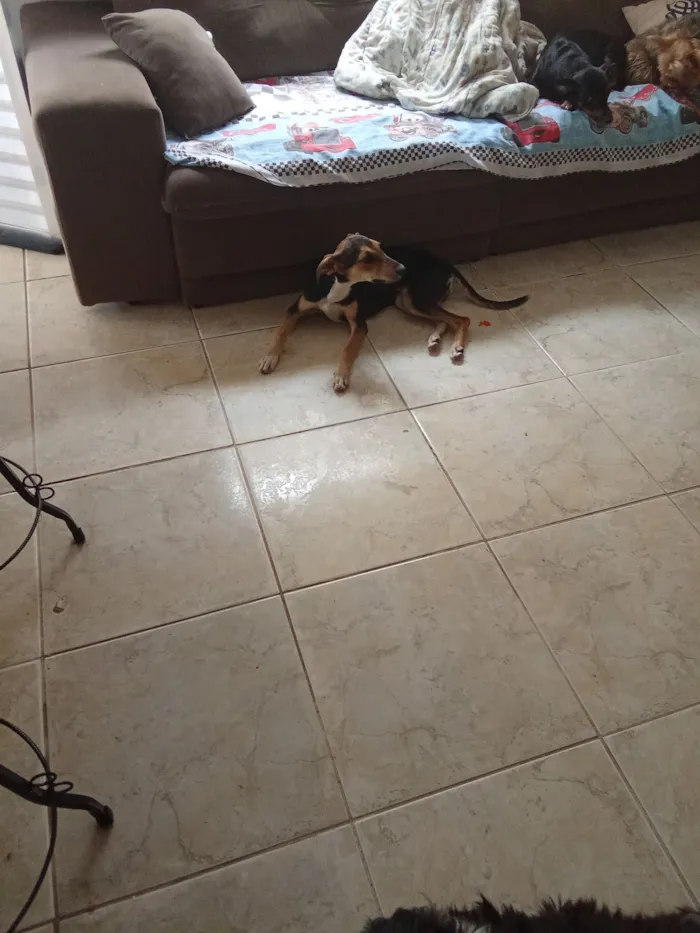 Cachorro raça SRD-ViraLata idade 2 a 6 meses nome Sem nome